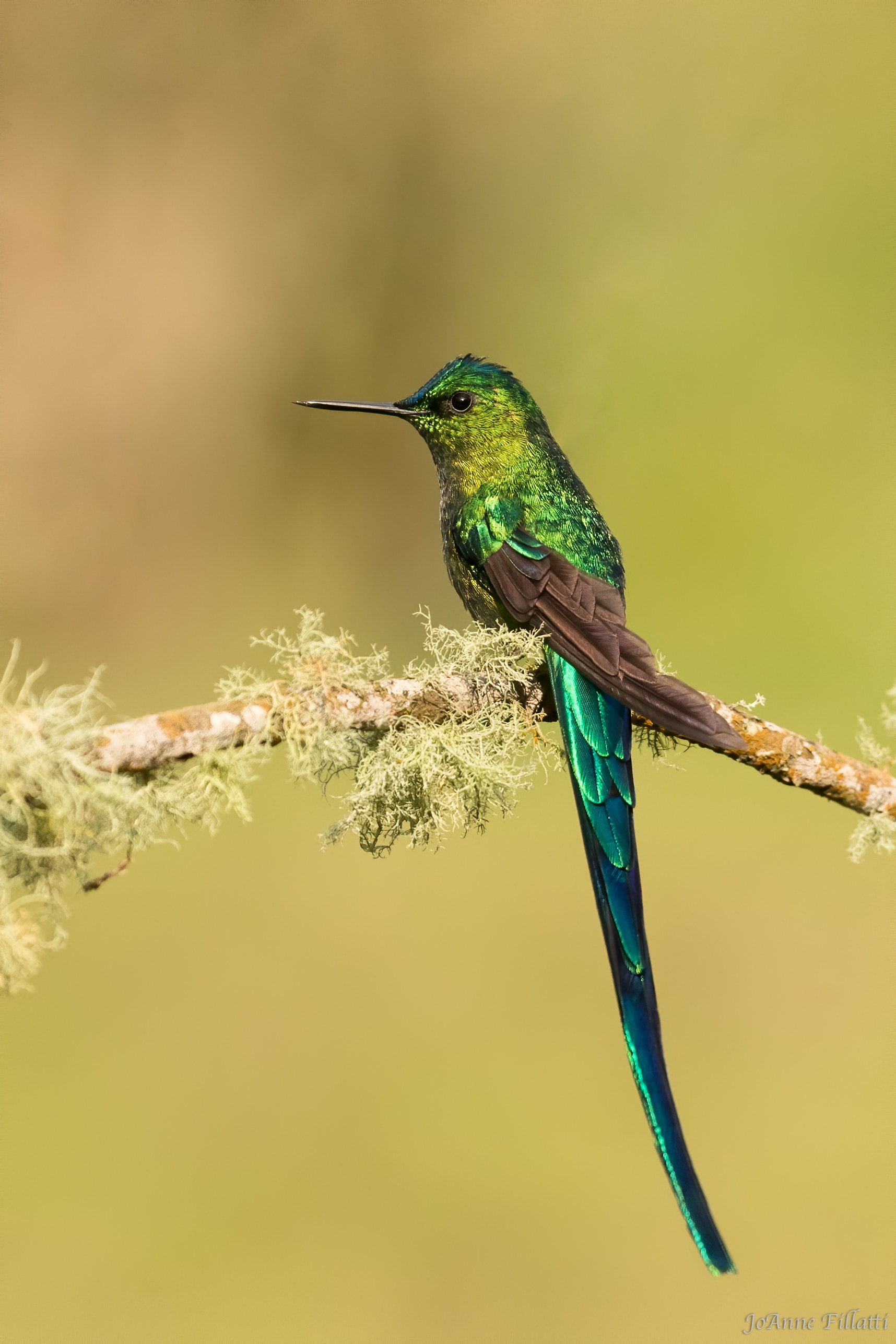 bird of colombia image 16